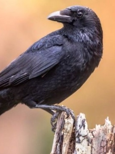 5 Curiosidades Surpreendentes Sobre os Corvos
Corvos: Inteligência e Habilidades Cognitivas
O Simbolismo do Corvo Através das Culturas
Habitat e Alimentação dos Corvos: Um Guia Completo
Corvos vs. Gralhas: Entenda as Diferenças