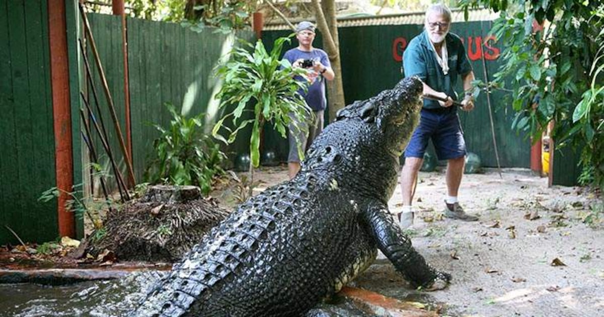 crocodilos maiores do mundo