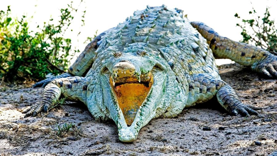 crocodilo de agua salgada vs crocodilo do nilo