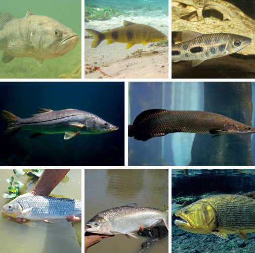 erros comuns ao identificar peixes grandes