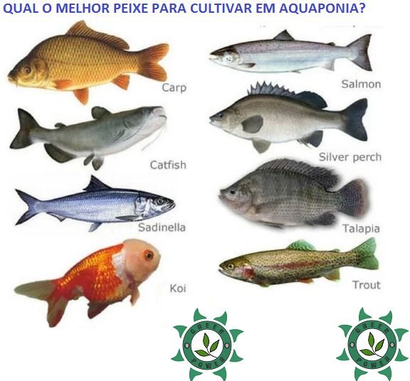 tubarao baleia vs pirarucu tamanho