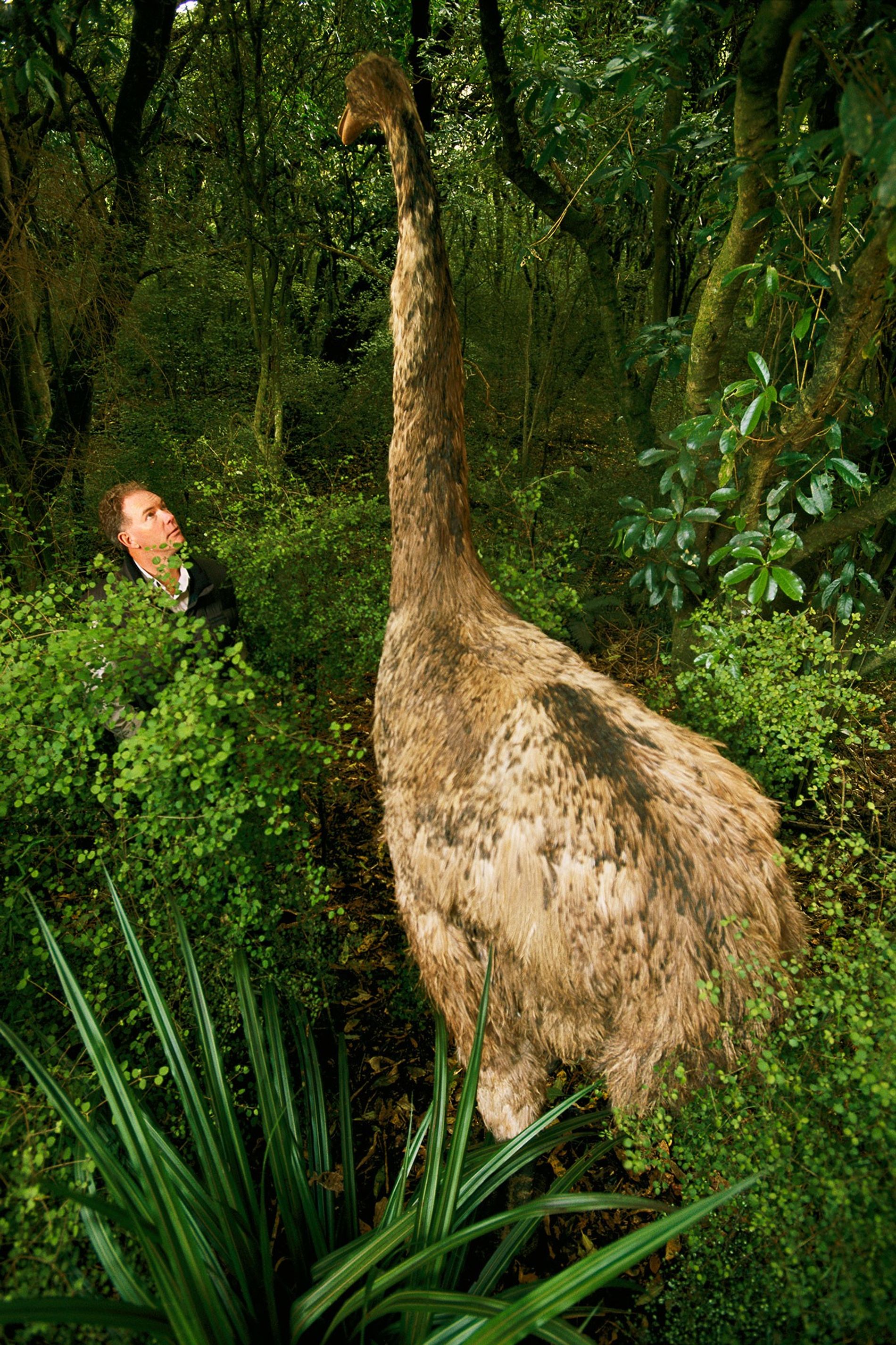 lista das maiores aves do mundo