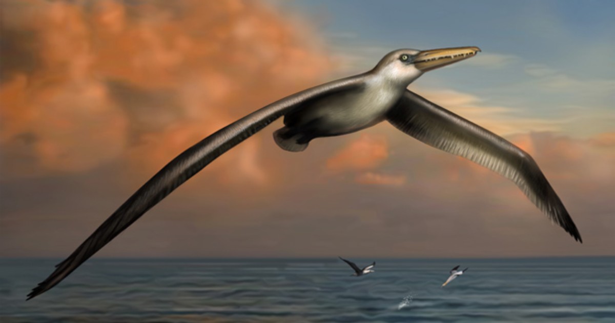 erros comuns ao falar sobre avestruzes