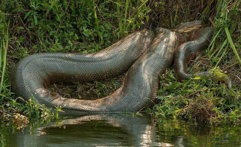 maior do mundo cobra