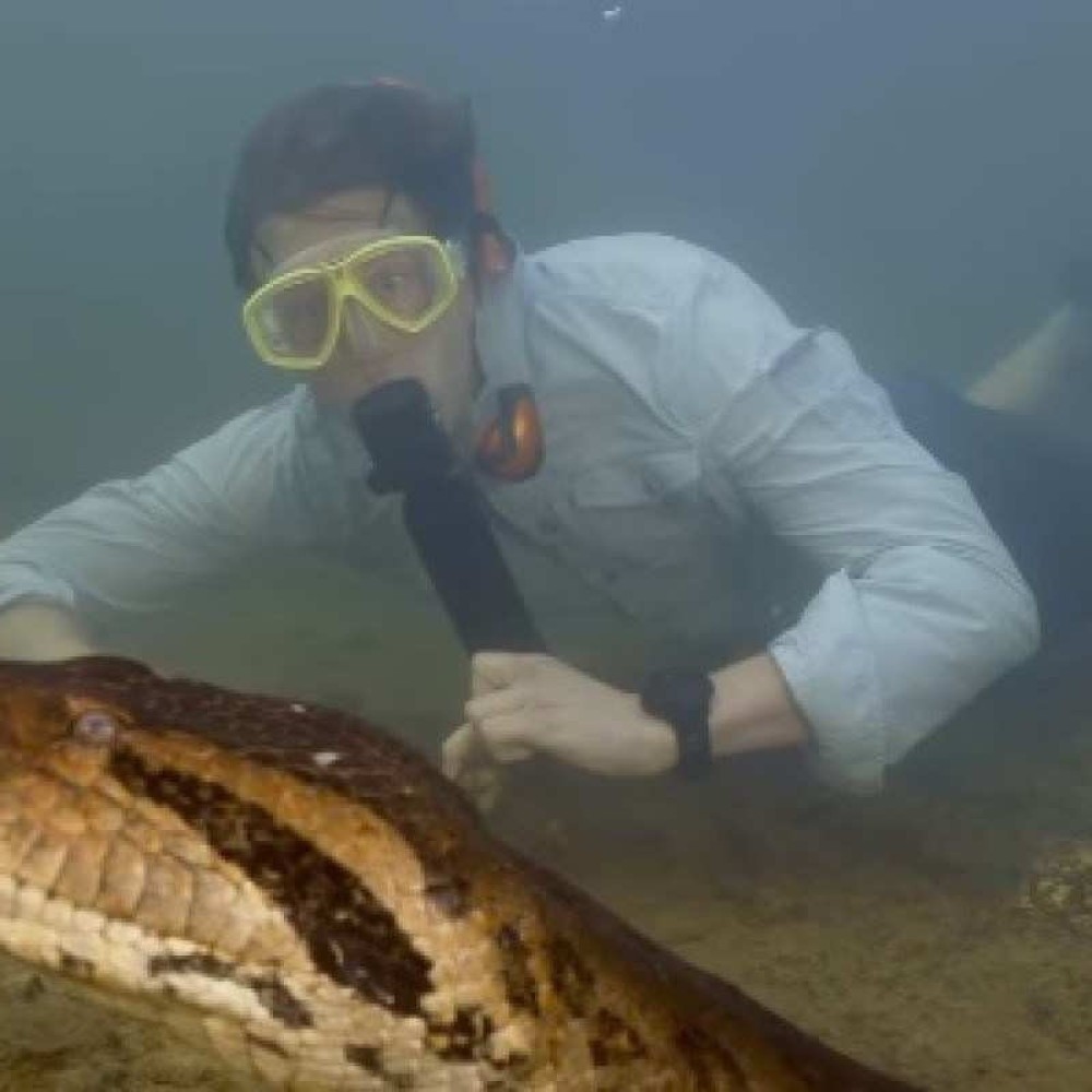 maior do mundo cobra