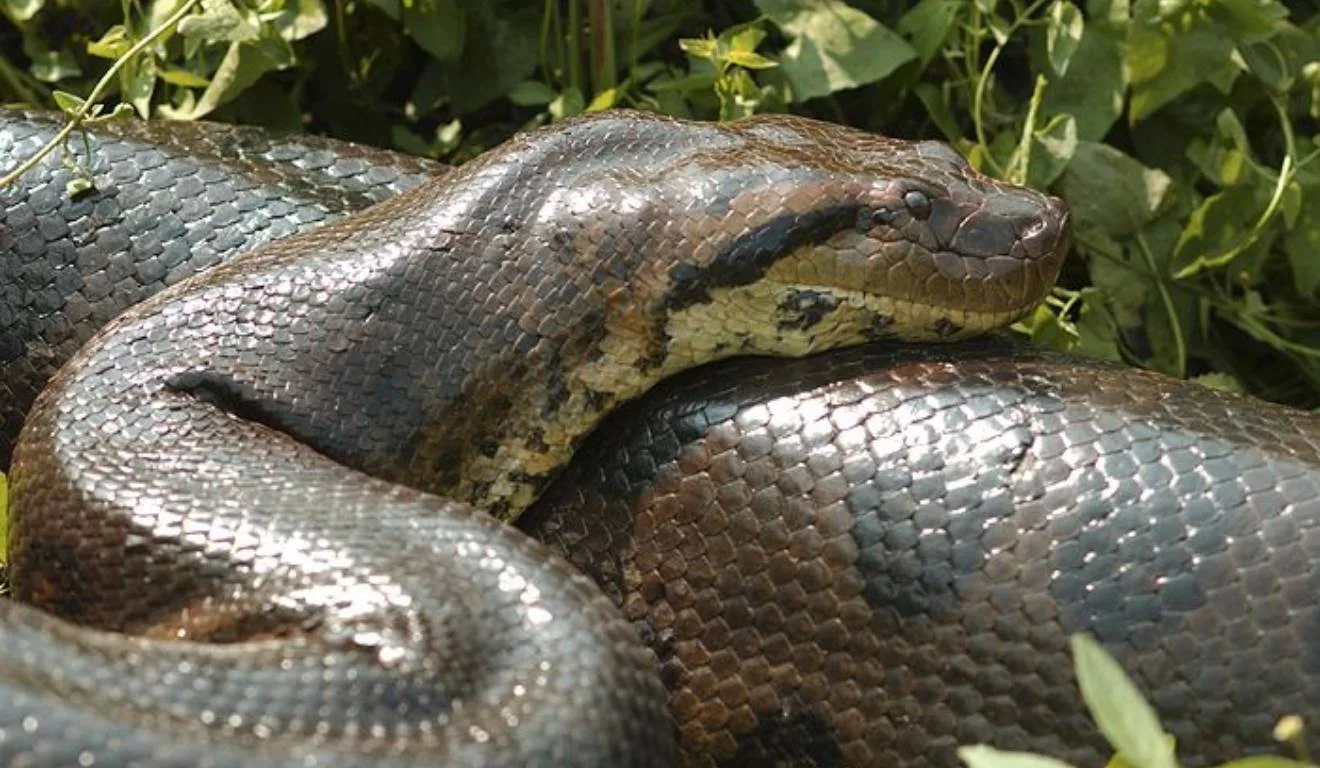 maior do mundo cobra