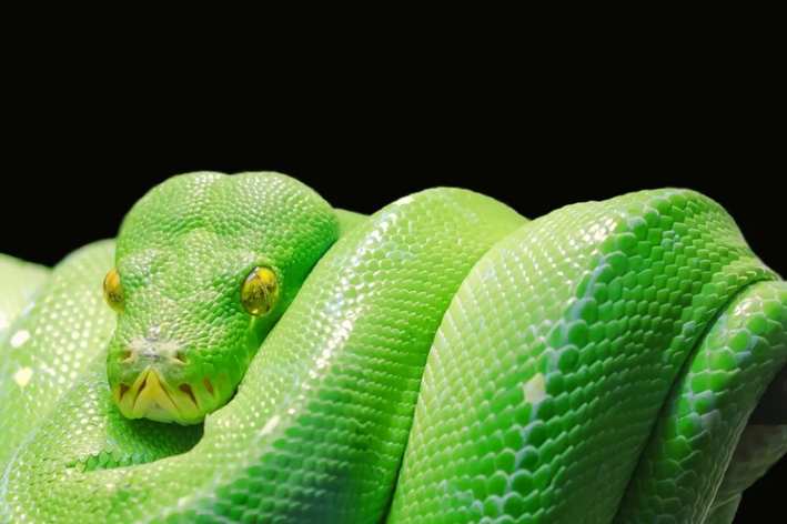 maior do mundo cobra