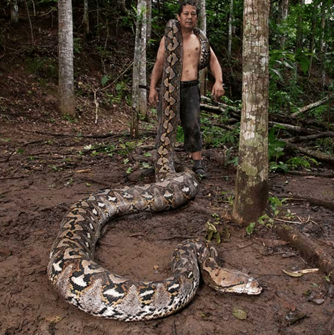 maior do mundo cobra
