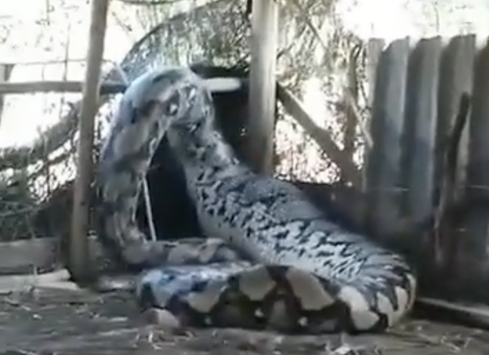 maior do mundo cobra