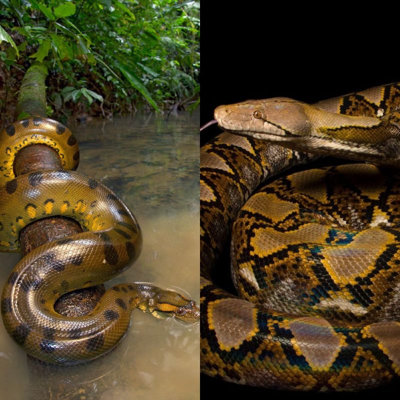 maior do mundo cobra