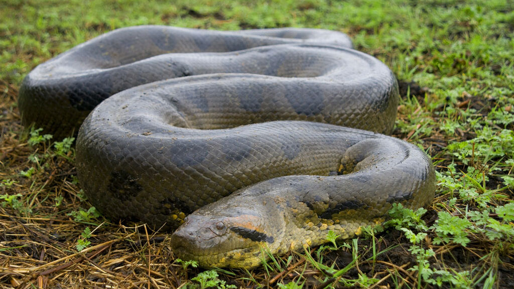 maior do mundo cobra