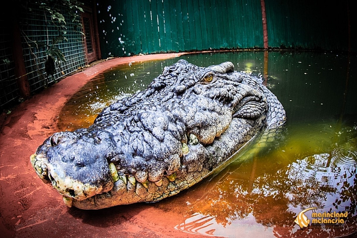 maiores crocodilos do mundo