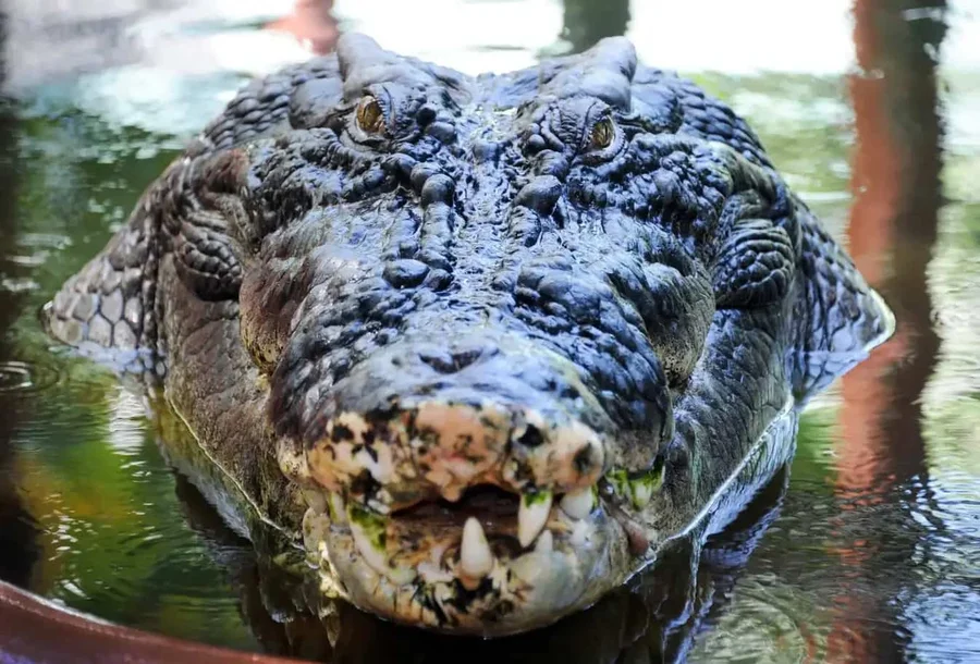maiores crocodilos do mundo