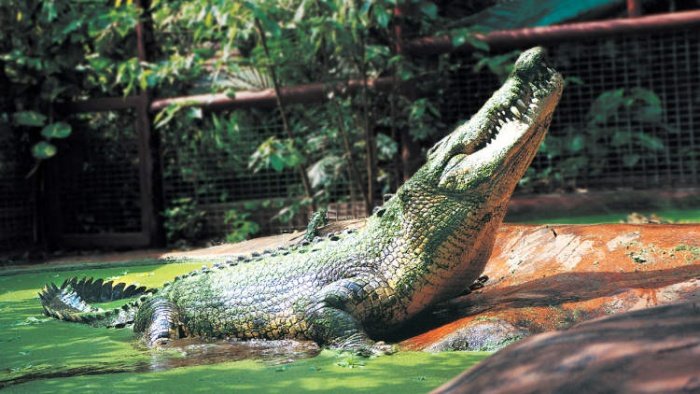 maiores crocodilos do mundo