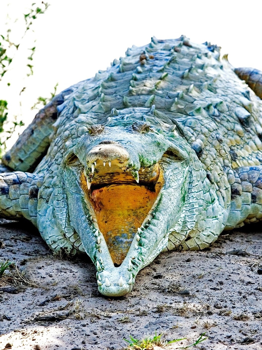 maiores crocodilos do mundo