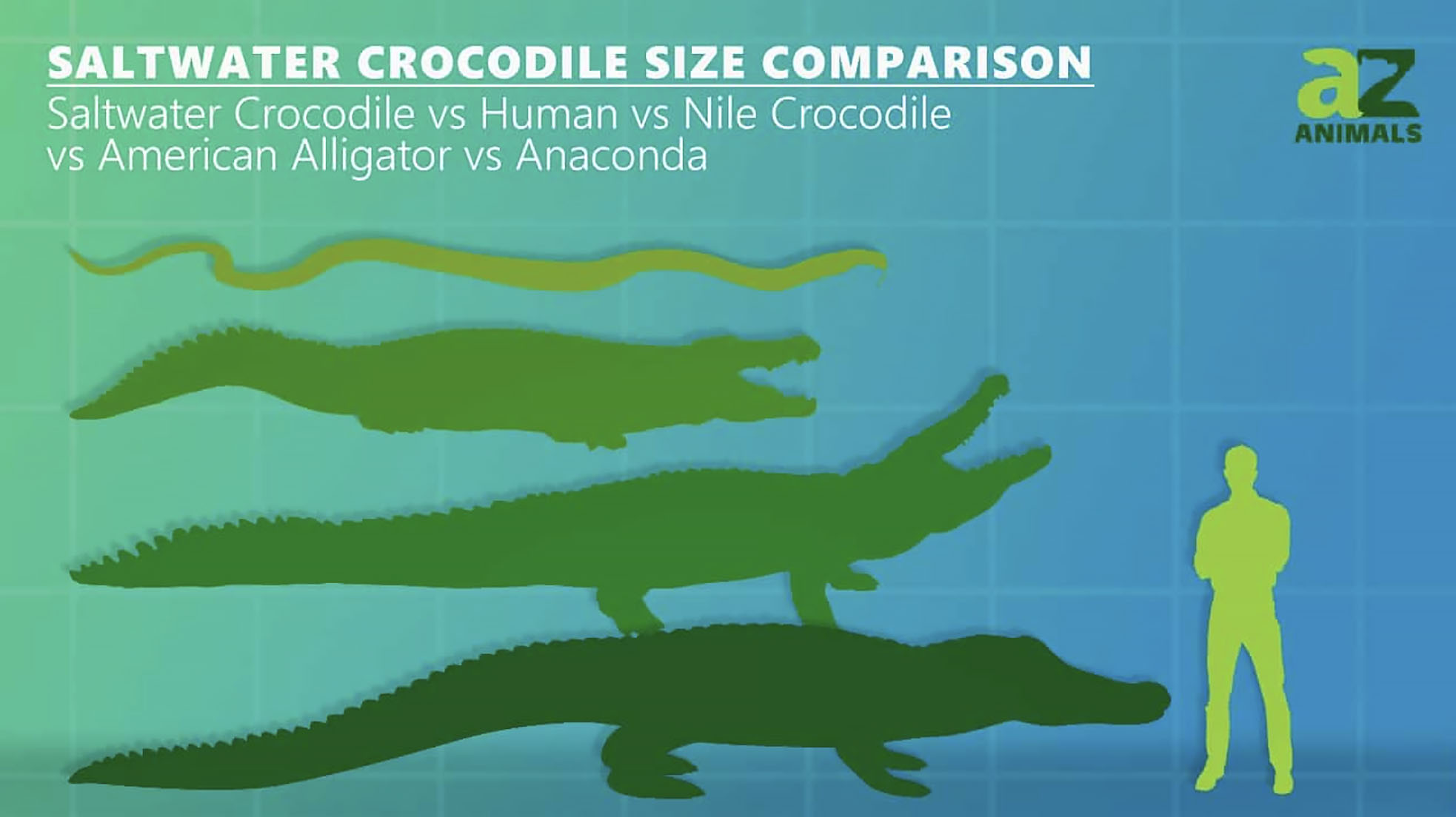 maiores crocodilos do mundo