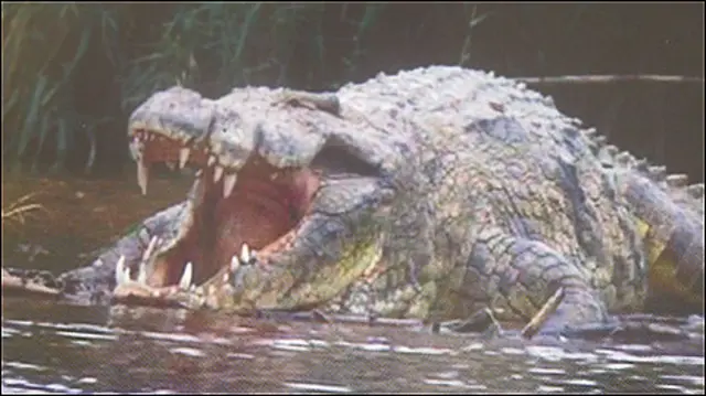 maiores crocodilos do mundo