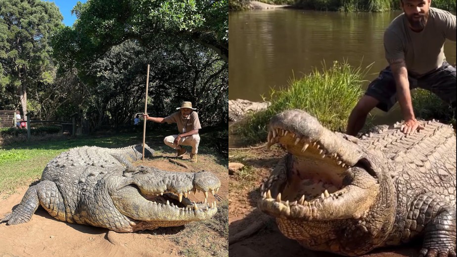maiores crocodilos do mundo
