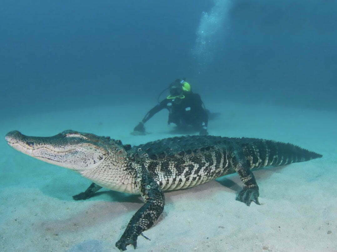 maiores crocodilos do mundo