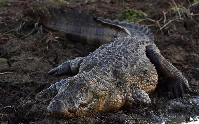 maiores crocodilos do mundo