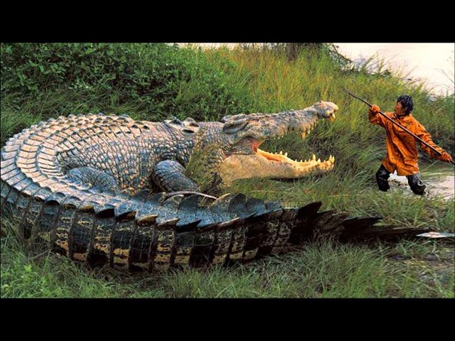 maiores crocodilos do mundo