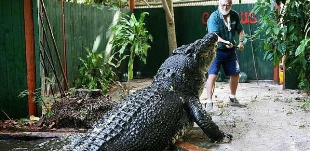 maiores crocodilos do mundo