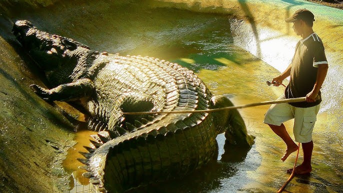 maiores crocodilos do mundo