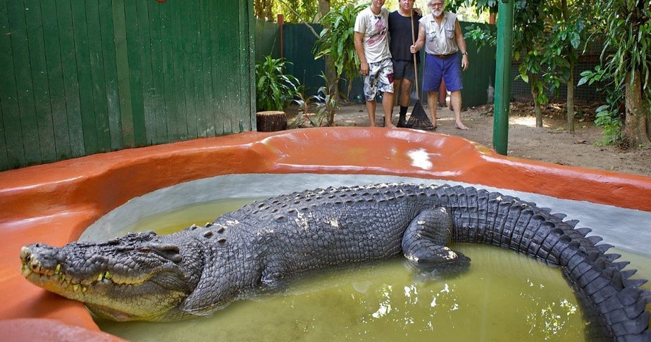 maiores crocodilos do mundo