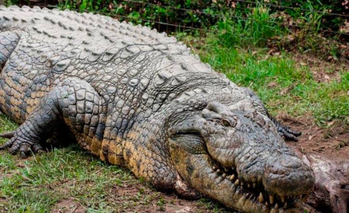 maiores crocodilos do mundo