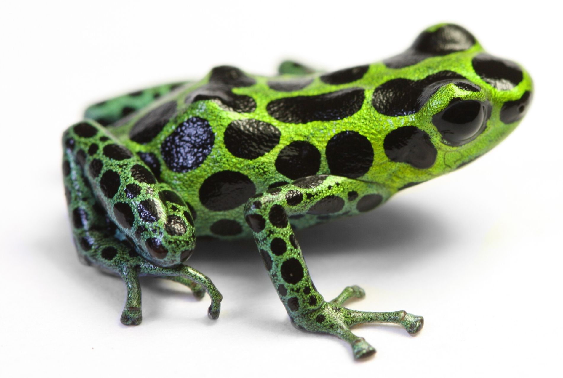 Guia Completo: Como Consultar seu RA Escolar Passo a Passo