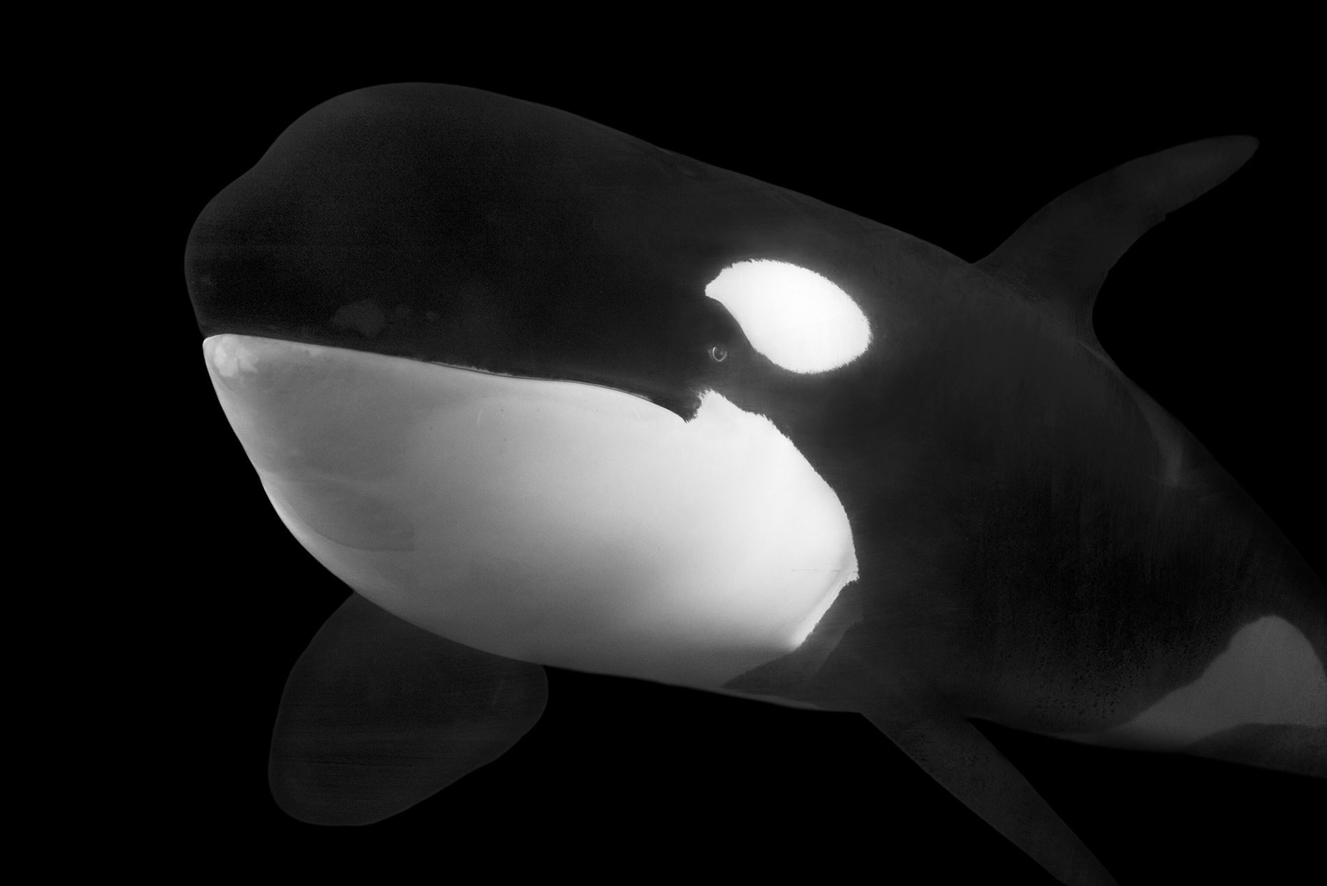 Técnicas de Caça das Orcas: Estratégias Coordenadas no Oceano