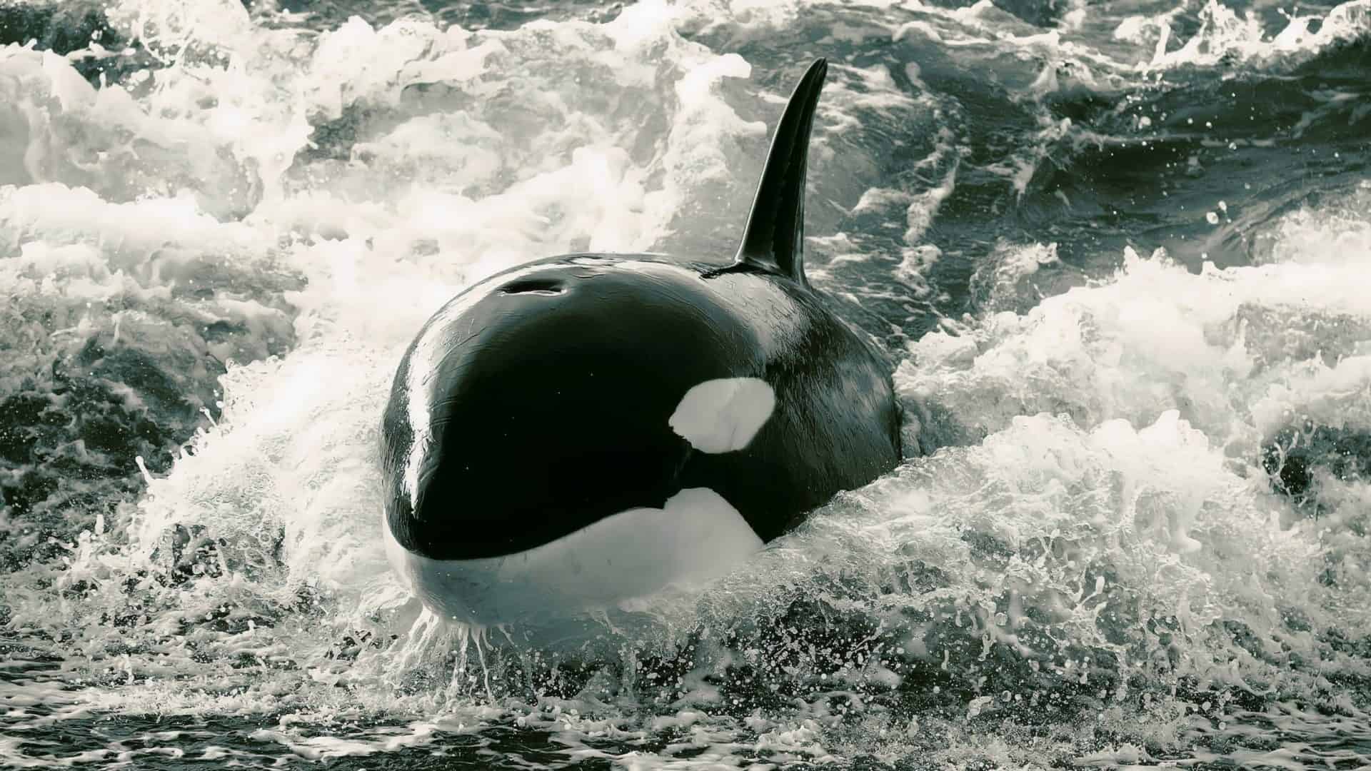 Onde Avistar Orcas no Brasil: Guia de Locais e Épocas