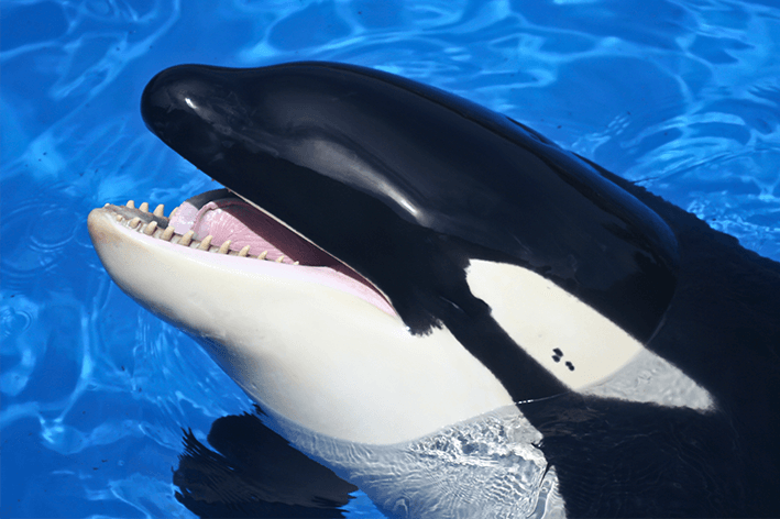 A Inteligência das Orcas: Dialetos e Estruturas Sociais Complexas