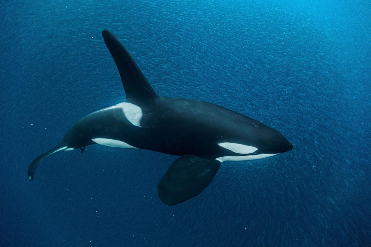 Mitos e Verdades sobre a 'Baleia Assassina': Desvendando a Orca