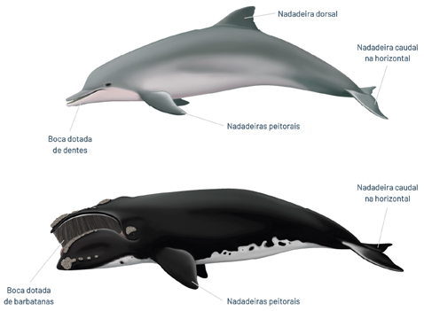 Onde Avistar Orcas no Brasil: Guia de Locais e Épocas