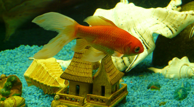 peixes bonitos para aquário pequeno