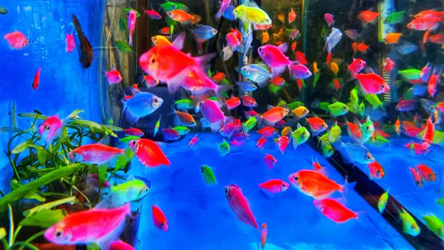 erros comuns ao cuidar de peixe betta