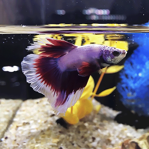 preço peixe bonito posta kg