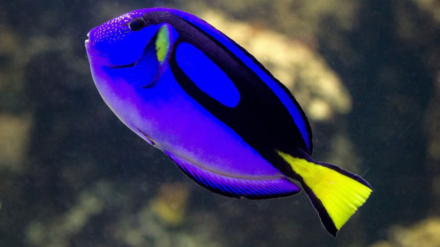 peixes bonitos para aquário pequeno