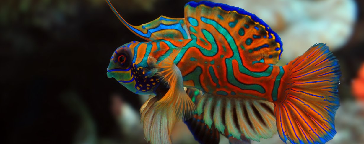 erros comuns ao cuidar de peixe betta