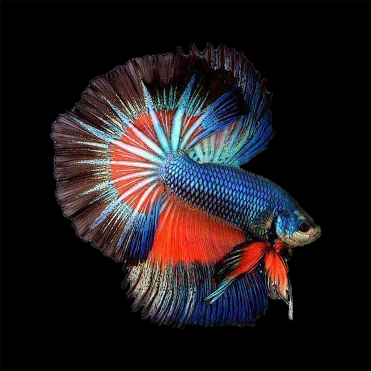 erros comuns ao cuidar de peixe betta