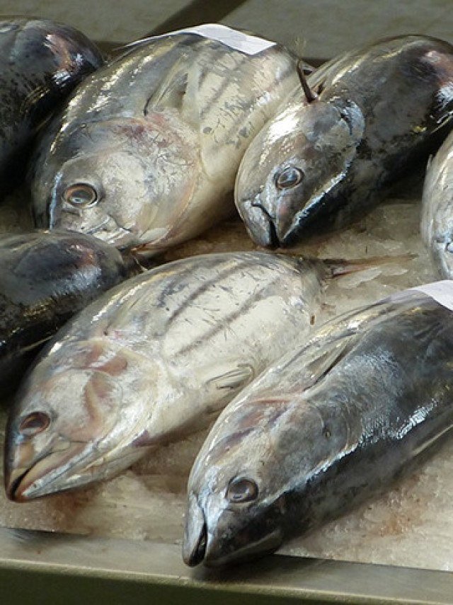 peixe palhaço vs peixe mandarim