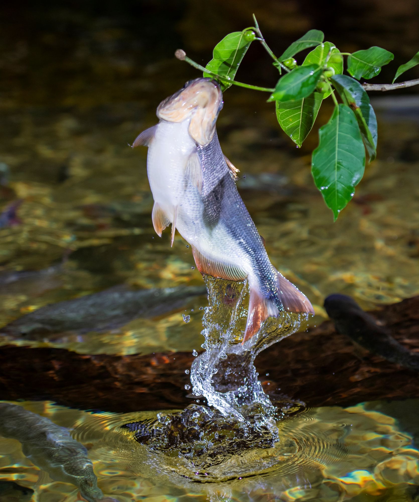 preço peixe bonito posta kg