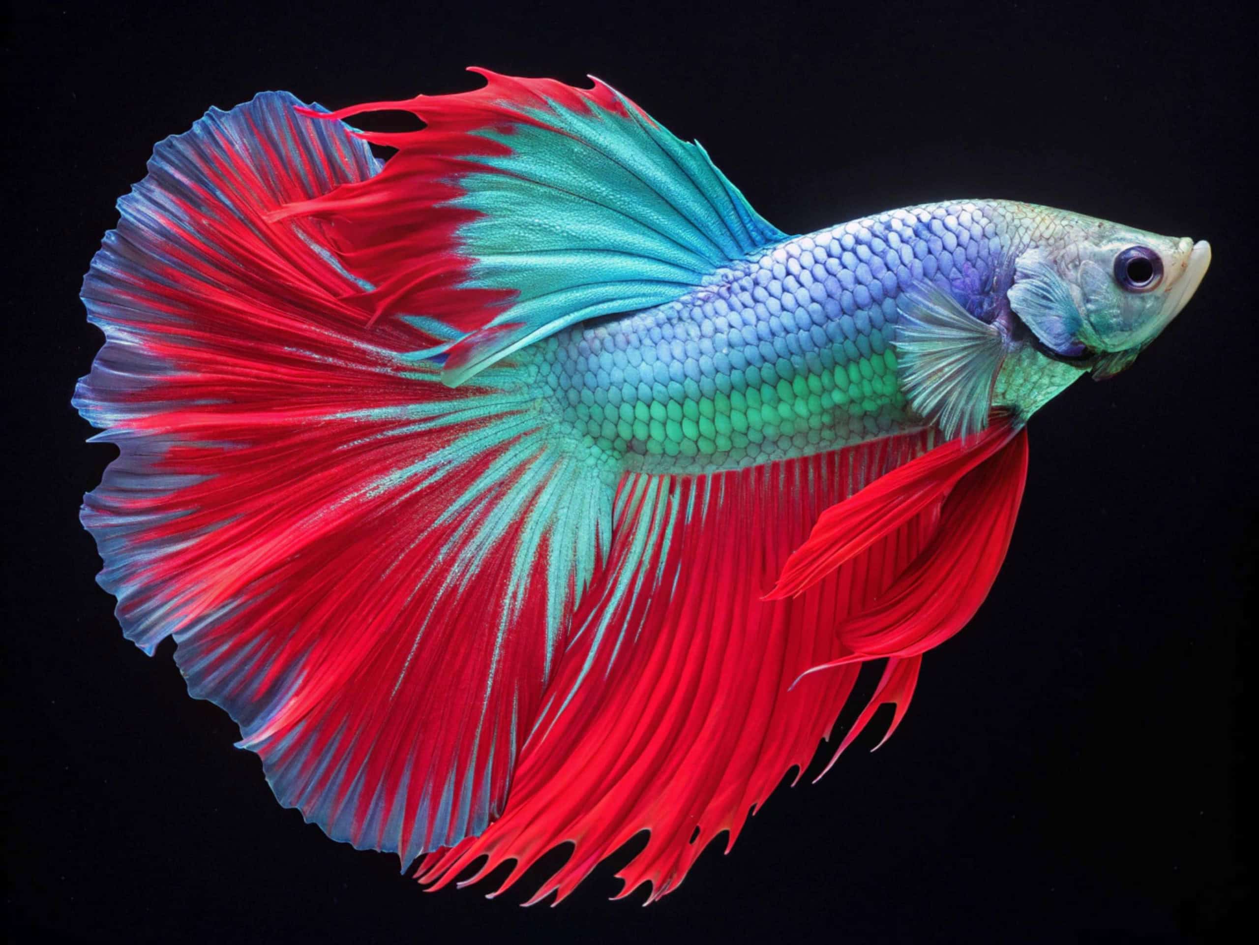 preço peixe bonito posta kg