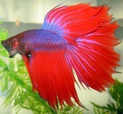 peixe leão venenoso onde vive