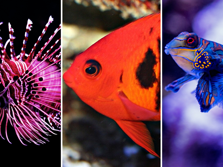 erros comuns ao cuidar de peixe betta