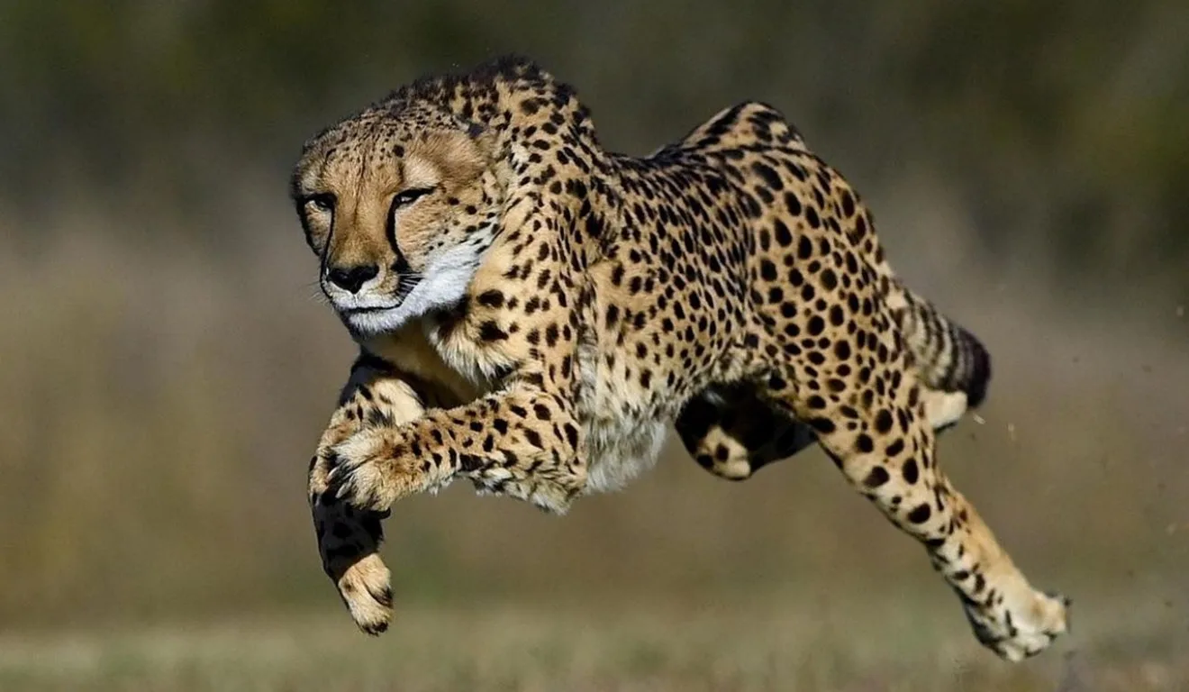 Explorando os recordistas de velocidade em terra, ar e água