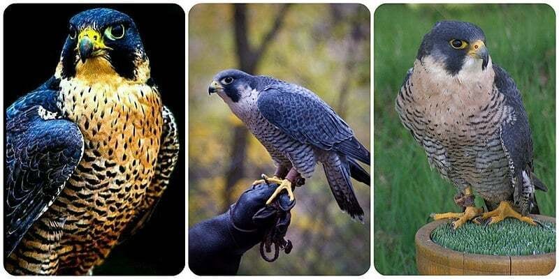 Curiosidades sobre os animais mais velozes que você precisa saber