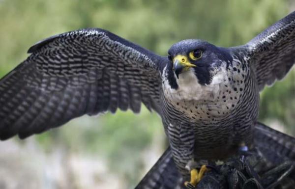 Os 5 animais mais rápidos do planeta e suas incríveis velocidades