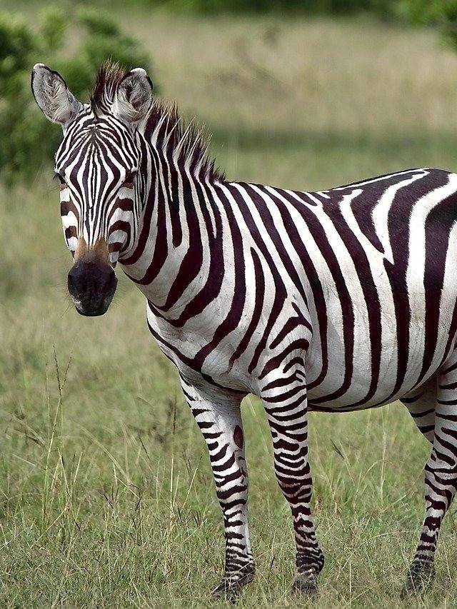 Falcão-peregrino vs. Guepardo: Uma batalha de titãs da velocidade